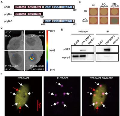 SWELLMAP 2, a phyB-Interacting Splicing Factor, Negatively Regulates Seedling Photomorphogenesis in Arabidopsis